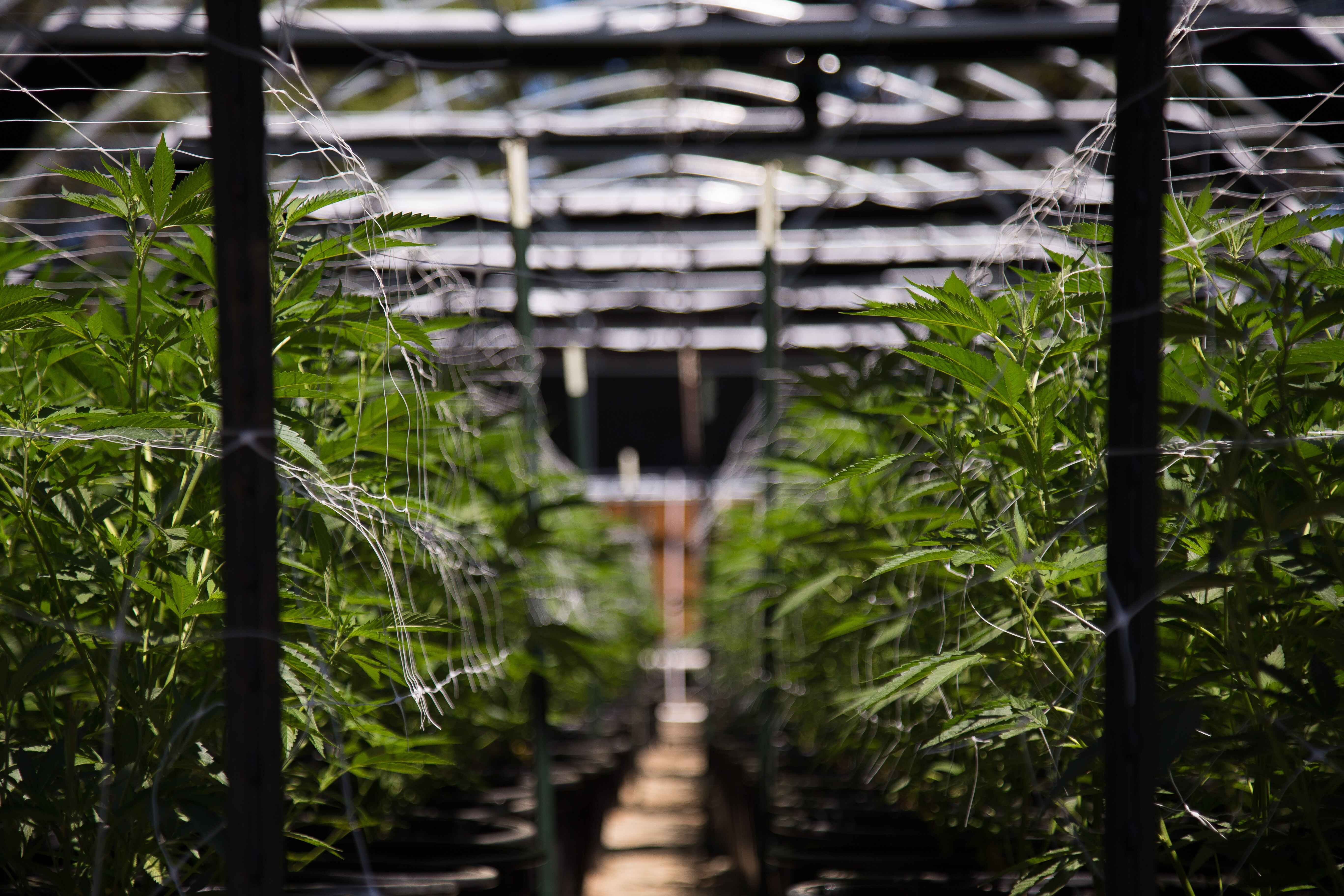 Rows of cannabis plants in a greenhouse with metal frames and support strings