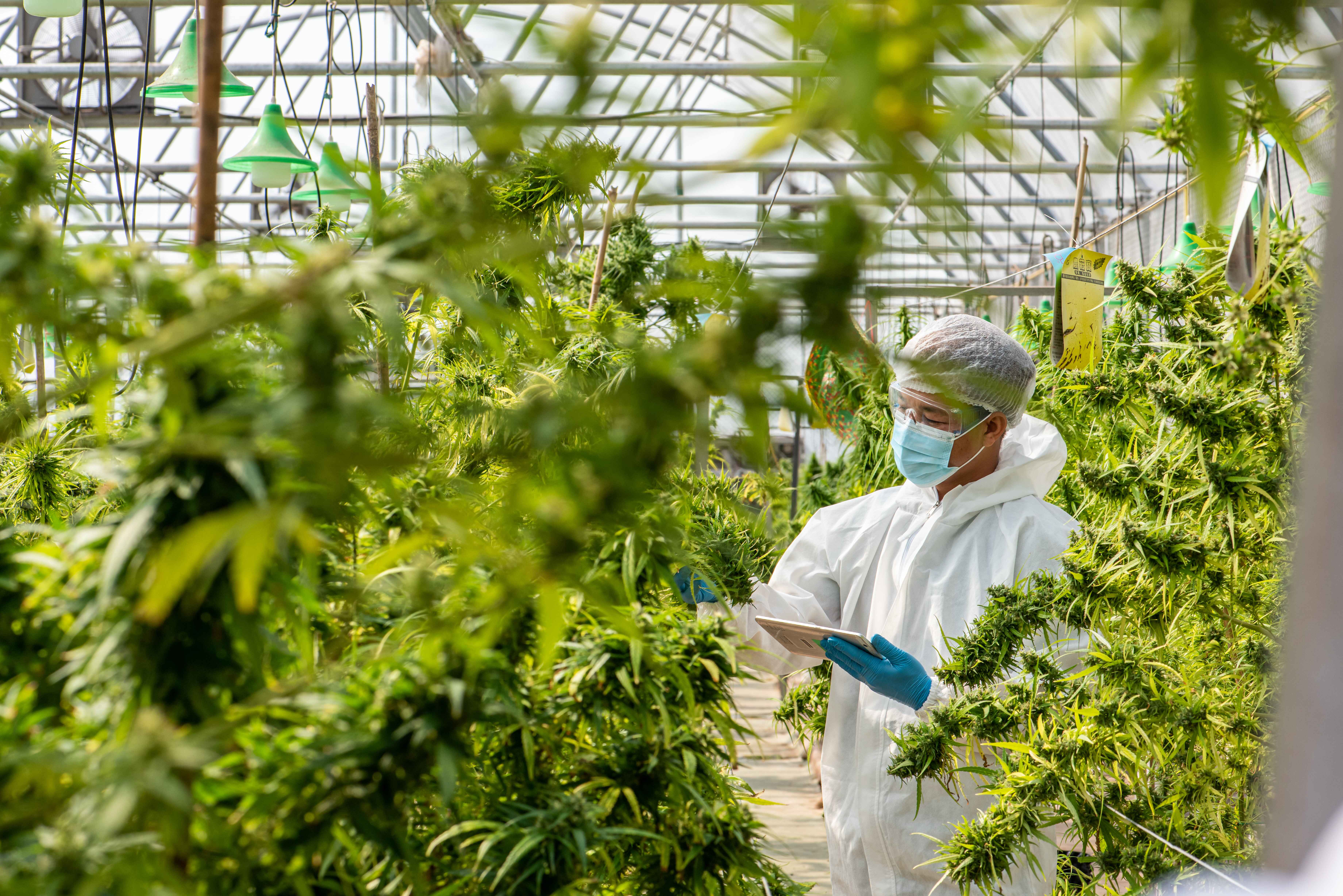 worker in cannabis farm testing plants